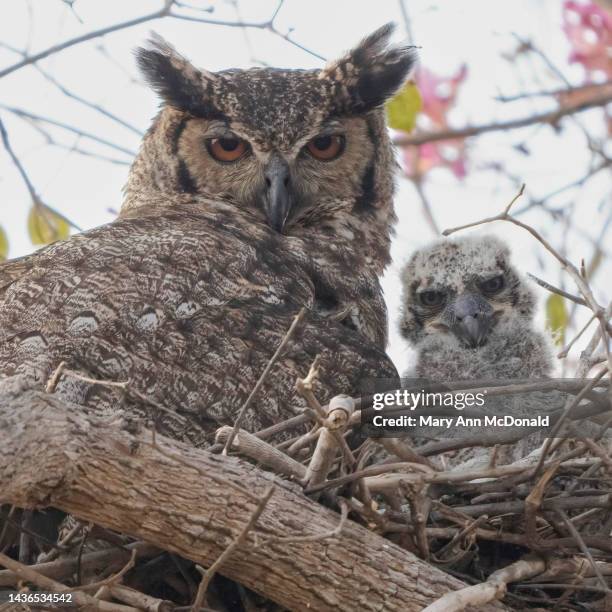 great horned owl - owlet stock pictures, royalty-free photos & images