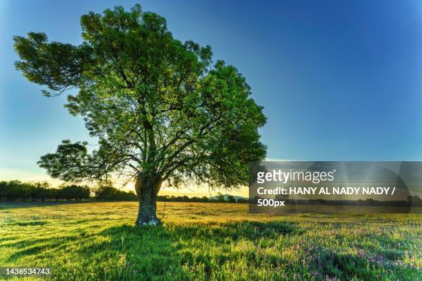 scenic view of field against sky - single tree foto e immagini stock