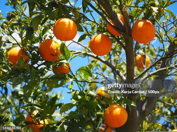 low angle view of oranges growing on tree - orange orchard fotografías e imágenes de stock