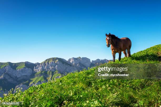 cheval paissant sur le flanc des alpes suisses - chevaux sauvages photos et images de collection