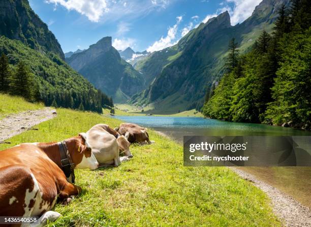 cows resting near seealpsee in ebenalp, switzerland - swiss cow stock pictures, royalty-free photos & images