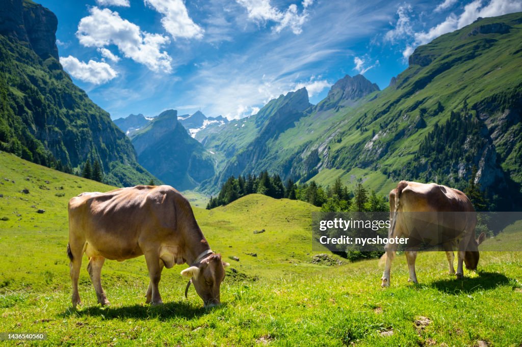 Milchkühe grasen in Epenalp, Schweiz