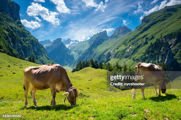 dairy cows grazing in epenalp, switzerland - swiss cow stock pictures, royalty-free photos & images