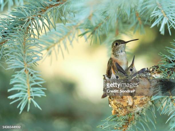 famille hummingbird - nid d'oiseau photos et images de collection