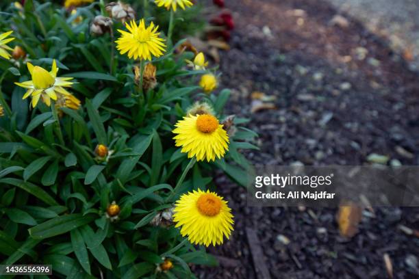 yellow strawflower - strawflower stock pictures, royalty-free photos & images