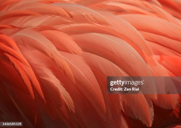 pink flamingo feathers close up - feather stockfoto's en -beelden