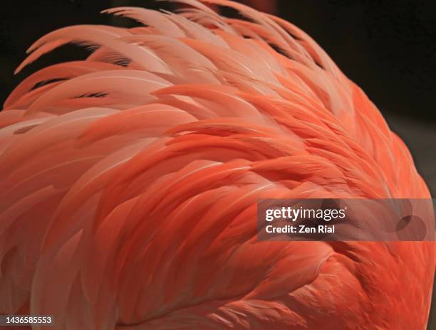 pink flamingo feathers close up on black background - pink feathers stock pictures, royalty-free photos & images