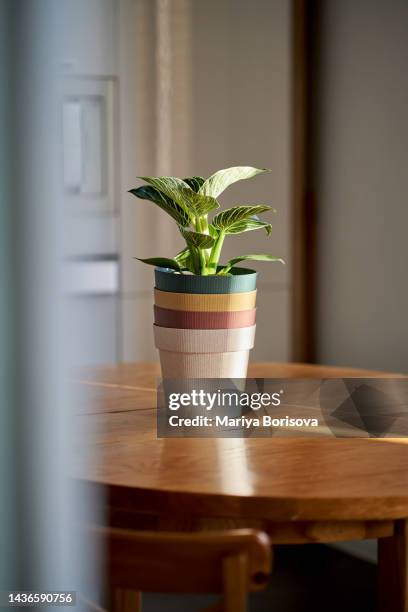 eco flower pots made of recyclable plastic. - plastic flower pot stock pictures, royalty-free photos & images