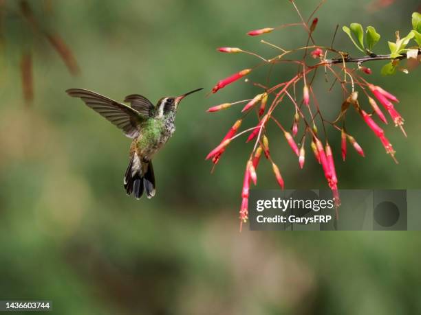 white-eared hummingbird mid-air feediing in arizona - arizona wildlife stock pictures, royalty-free photos & images