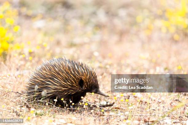 echidna - spiny anteater stock pictures, royalty-free photos & images