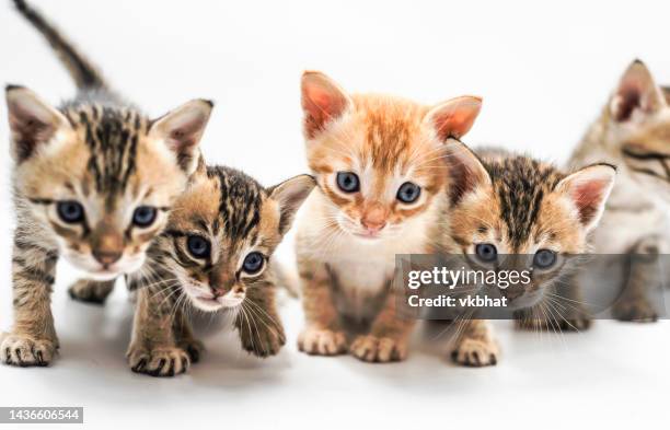 cinco gatinhos fofos - kitten - fotografias e filmes do acervo