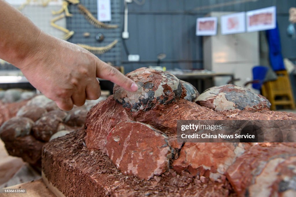 Over 20,000 Dinosaur Egg Fossils Collected at Heyuan Dinosaur Museum