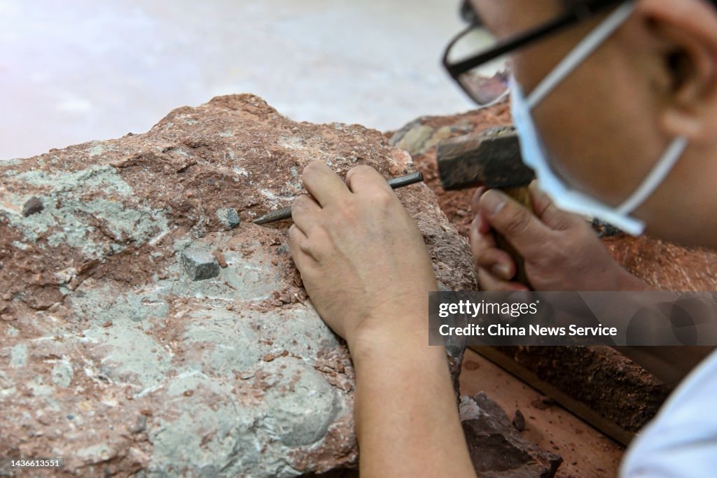 Over 20,000 Dinosaur Egg Fossils Collected at Heyuan Dinosaur Museum