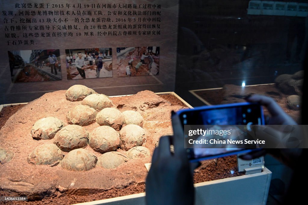 Over 20,000 Dinosaur Egg Fossils Collected at Heyuan Dinosaur Museum