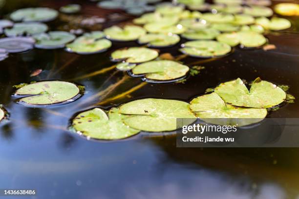 lotus leaves in the lotus pond - waterlelie stockfoto's en -beelden
