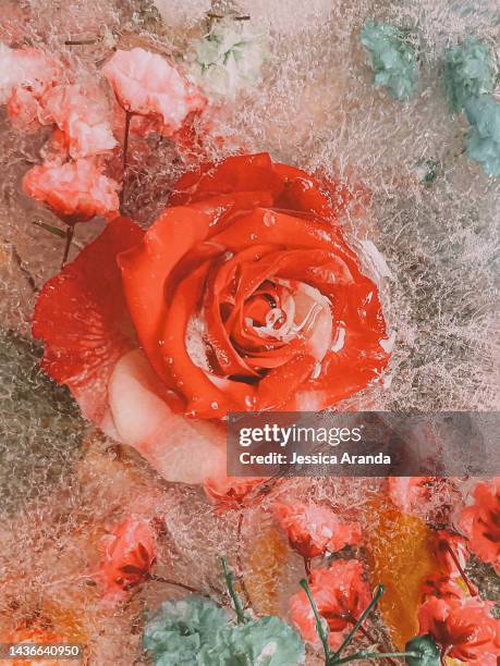 close-up of frozen flowers on ice - crecimiento stock pictures, royalty-free photos & images