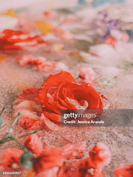 close-up of frozen flowers on ice - mojado stock-fotos und bilder