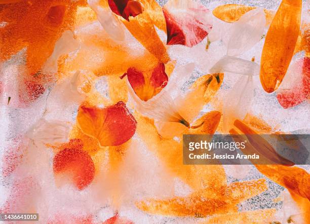 close-up of frozen flowers on ice - mojado stock-fotos und bilder