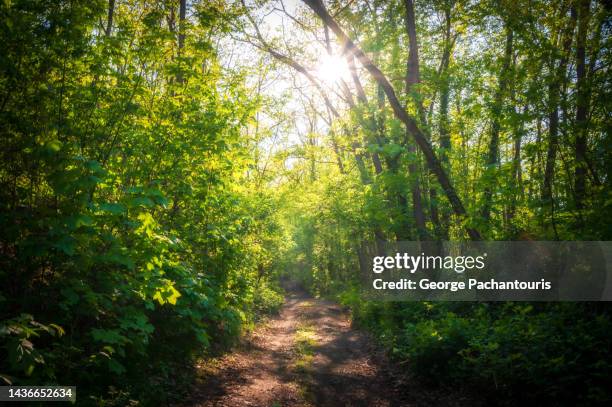 sunshine and dirt path in the forest - paysage france foret photos et images de collection