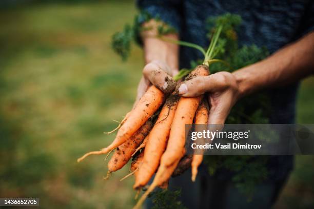 dirty hands, clean soul - carrot stockfoto's en -beelden