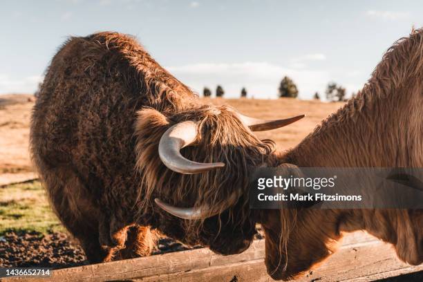 highland cows playing on the fields, dolomites, italy - herbivorous stockfoto's en -beelden