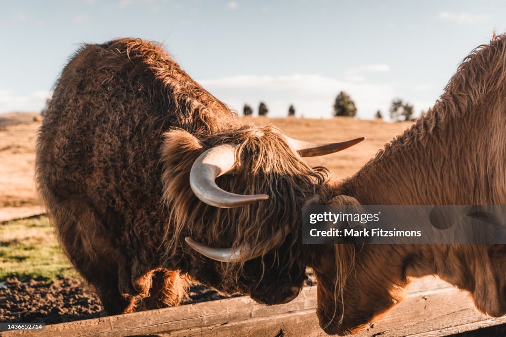Highland cows playing on the fields, Dolomites, Italy