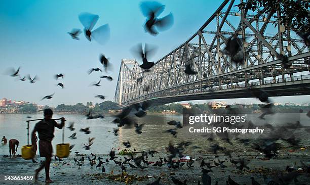 man walking with pigeons flying - howrah bridge stock pictures, royalty-free photos & images