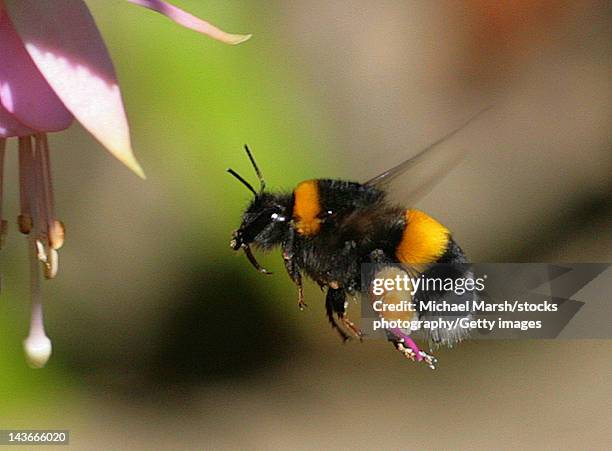 bumble bee in flight - biene stock-fotos und bilder