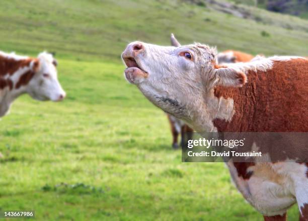 enough already! - cow mooing stock pictures, royalty-free photos & images