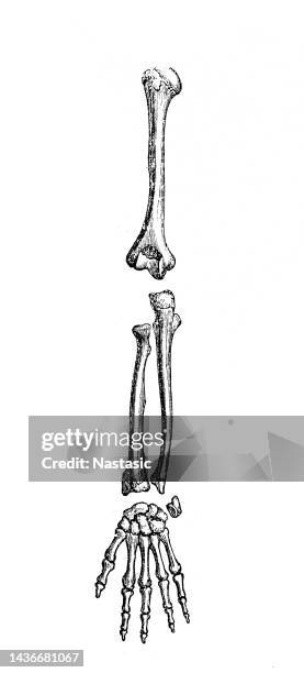 the upper extremity bones - bone cross section stock illustrations