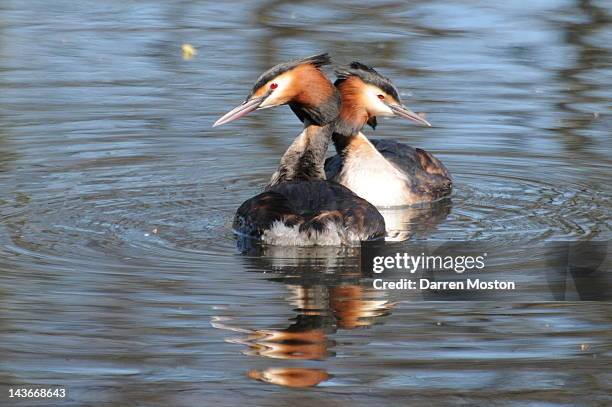 two grebes in river - river mersey stock pictures, royalty-free photos & images