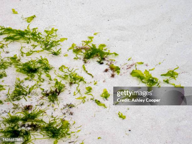 seaweed in a rockpool at achmelvich, assynt, scotland, uk. - achmelvich stock pictures, royalty-free photos & images