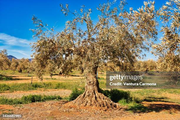 olive plantation - province granada, spain - diezma fotografías e imágenes de stock