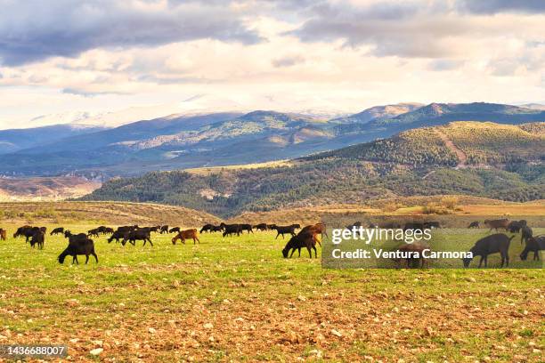 flock of goats in andalusia, spain - diezma fotografías e imágenes de stock