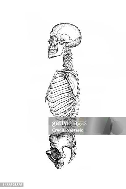Backbone Drawing Reference 714 Human Skeleton Backbone Drawing Stock Photos, High-Res Pictures ...