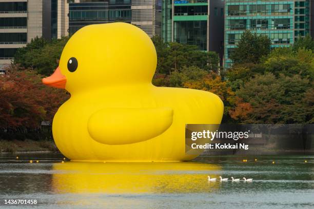 giant rubber duck at seokchon lake, jamsil, seoul - giant rubber duck stock pictures, royalty-free photos & images