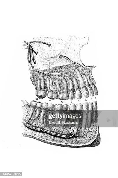 right half of the upper and lower jaw - human jaw bone stock illustrations