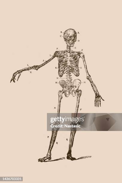 ilustraciones, imágenes clip art, dibujos animados e iconos de stock de esqueleto humano - cuerpo humano posicion anatomica