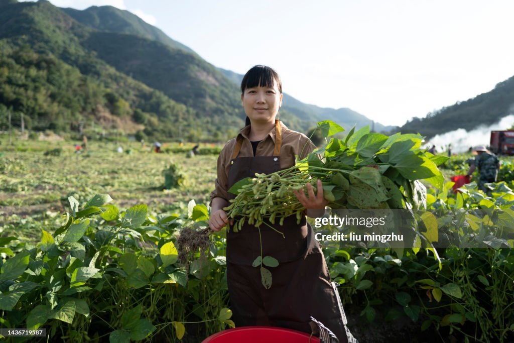 Farmers harvesting edamame