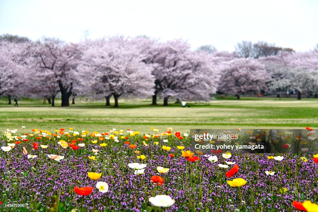 Showa-kinen-park