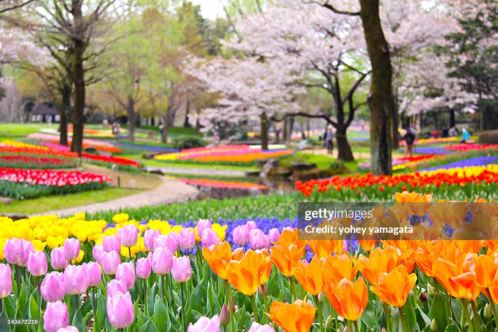 Tulip and cherry blossoms at park