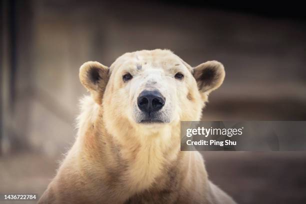 polar bears in the zoo - animales en cautiverio fotografías e imágenes de stock