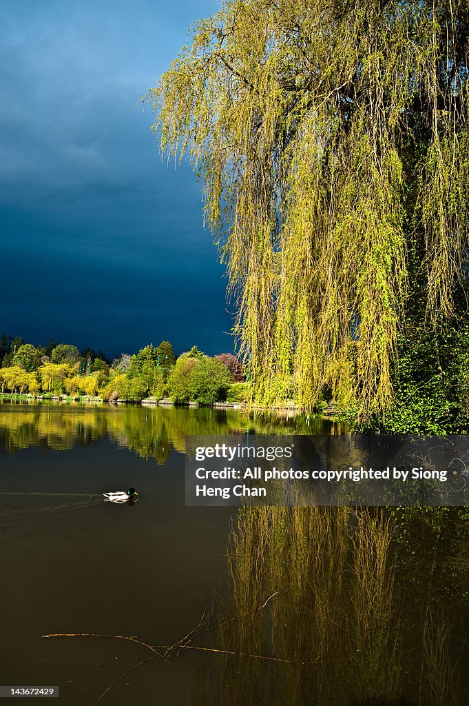 Weeping Willow