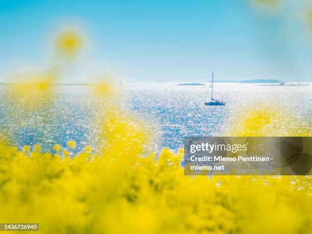 blooming yellow meadow on a bright sunny summer day with sea in the background - focus on background stock-fotos und bilder