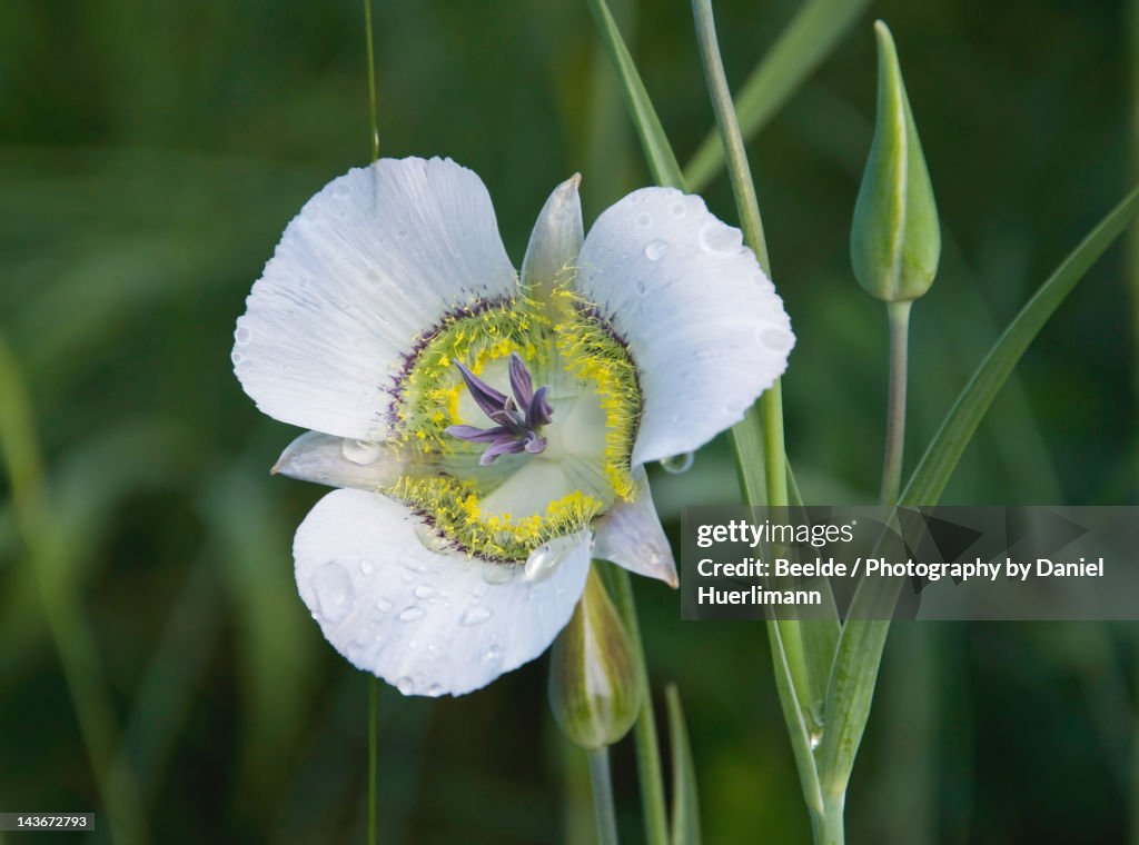 Mariposa Lily
