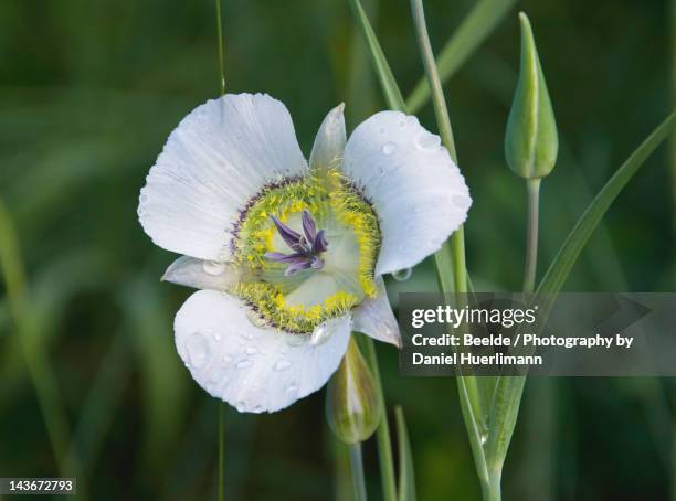 mariposa lily - mariposa tulip stock pictures, royalty-free photos & images