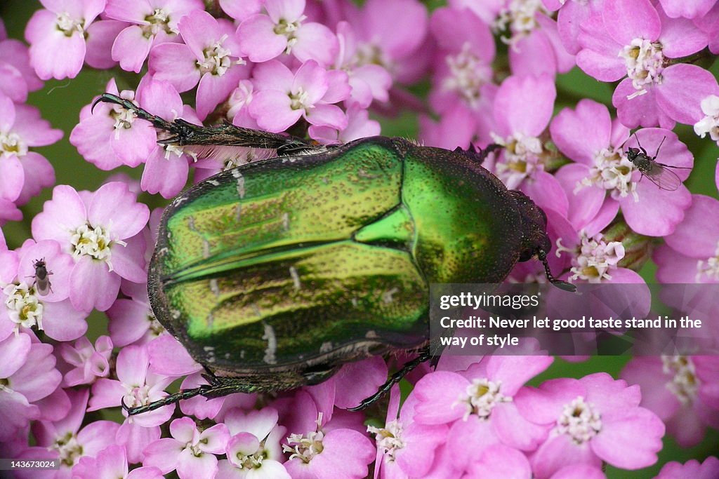 Beetle on pink flowers