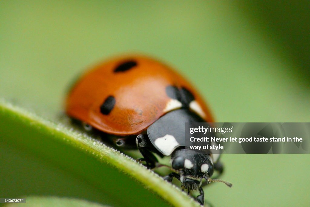 Ladybird on leaf