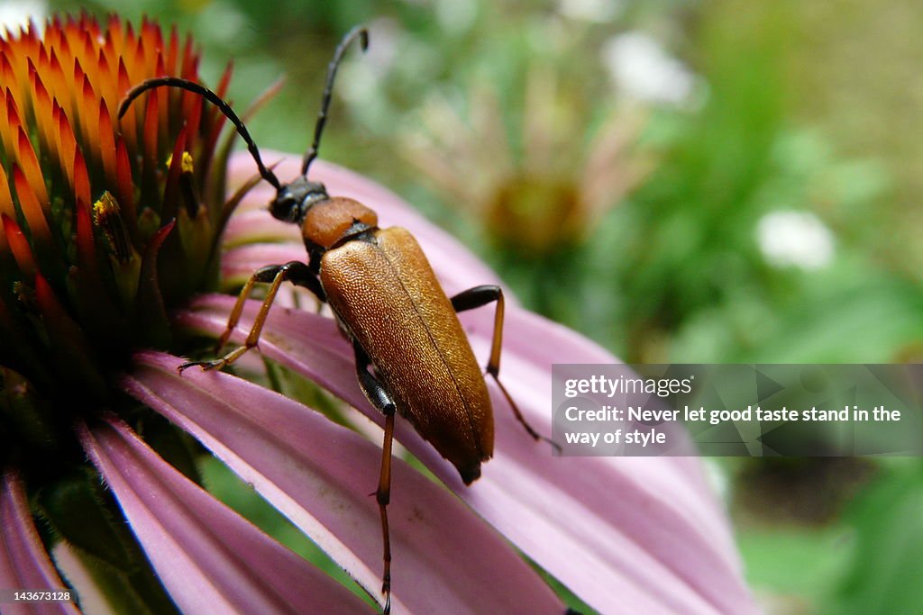 Brown insect on pink and red flower