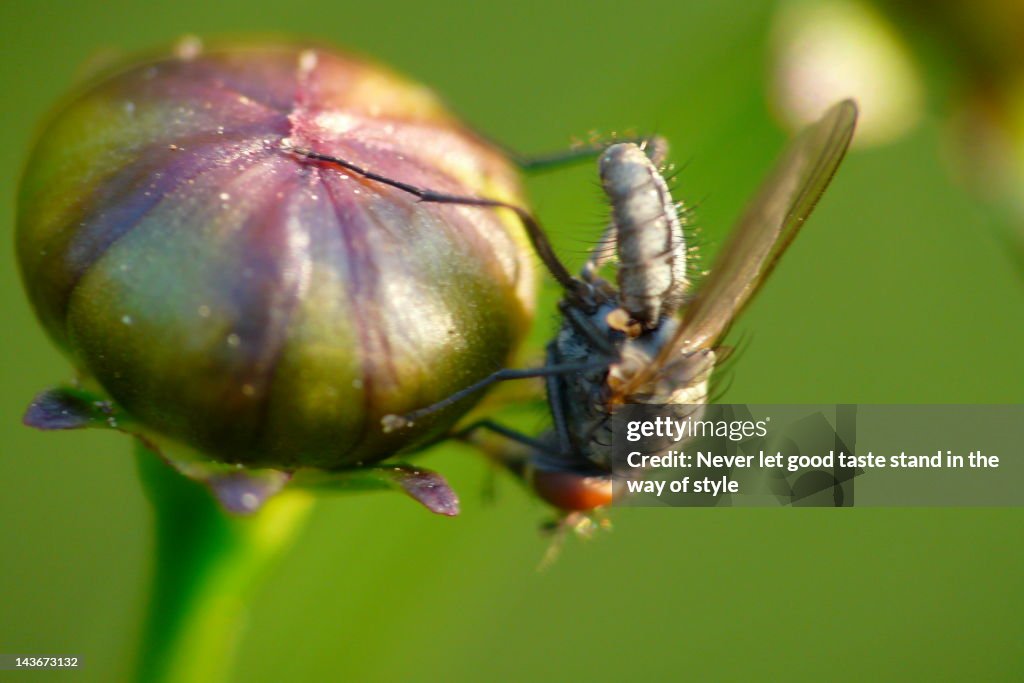 Fly on bud